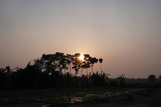 The sunset over silhouetted trees and water on the field, casting warm light through the trees