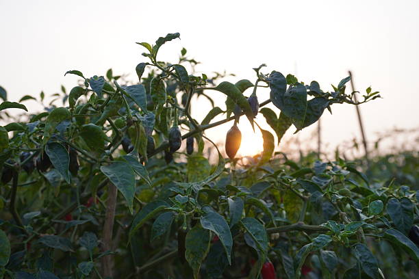Chillies are hanging from its stem, the sun is in the behind