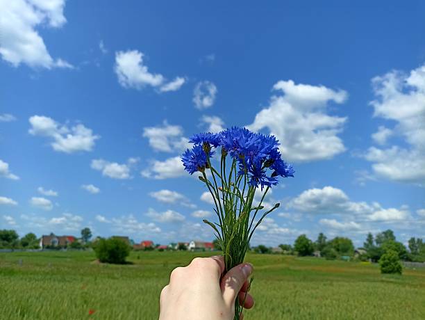 Hand holding blue cornflowers (Centaurea cyanus) against a summer sky.