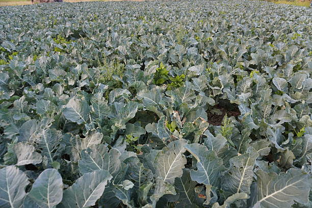 The growing cauliflower plants on the field