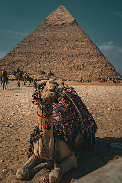 istock Camel with Pyramid of Khafre 2220780876