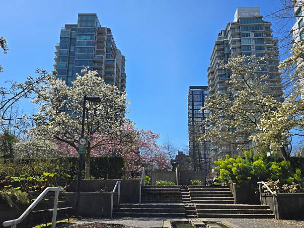 istock Magnolia Blossoms, April 2025 2220781501