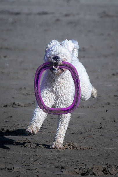 istock Golden doodle with frisbee 2220782551