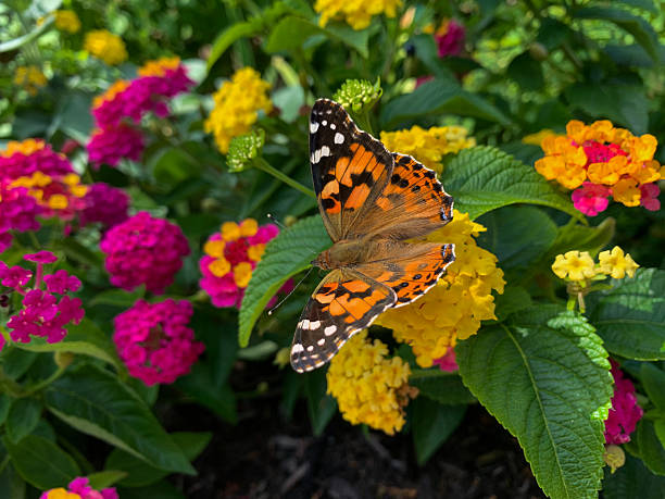 Close-up of a Painted Lady butterfly feeding on yellow Lantana flower bloom.