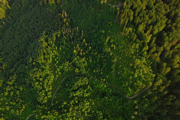istock Green forest in mountain summer with a view from above.Beautiful forest background. 2220784080