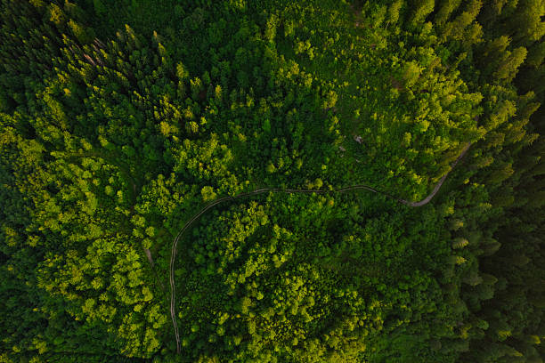 istock Green pine forest in mountain summer with a view from above.Spring birch groves with beautiful texture. Forest reduce carbon emissions and clean air. 2220784081