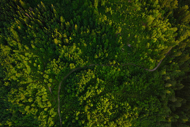Green pine forest in mountain summer with a view from above.Spring birch groves with beautiful texture. Forest reduce carbon emissions and clean air.