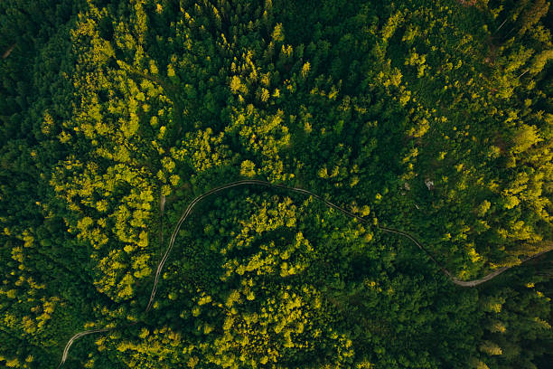 istock Green forest in mountain summer with a view from above.Beautiful forest background. 2220784124