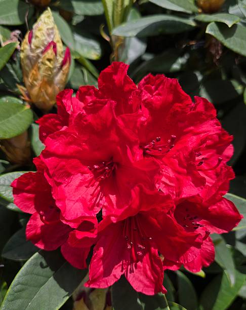 istock Rhododendrons as seen in Burnaby's Brentwood during Spring 2025 2220785336