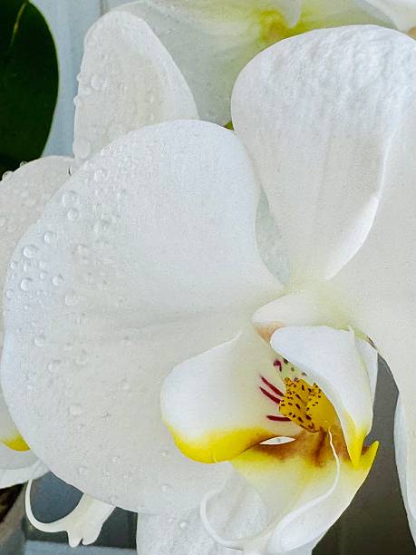 istock white orchid flower in pot 2220785590