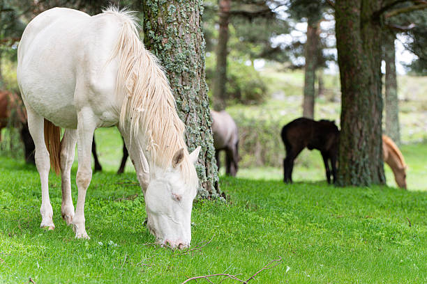 Rear view of lone grey horse as she stands looking towards the rest of the horses in her field as if not daring to join them, an outsider from the crowd.