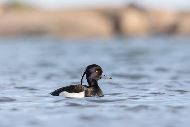 istock A male tufted duck in Finland 2220787032