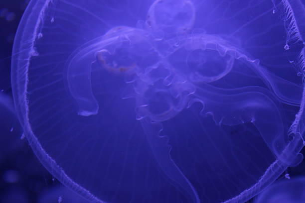istock Moon Jellyfish Jellies 2220787668