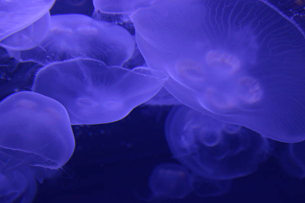 istock Moon Jellyfish Jellies 2220787712