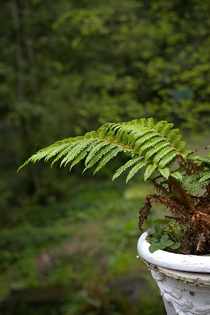 istock Tree fern in a white vintage pot 2220787729