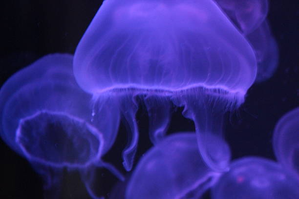 istock Moon Jellyfish Jellies 2220787875