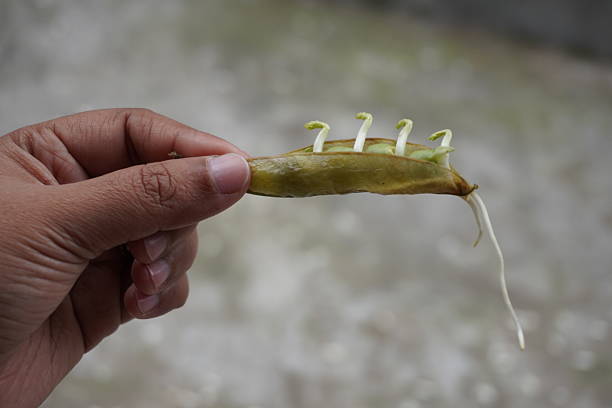A person is holding sprouted peas on her hand