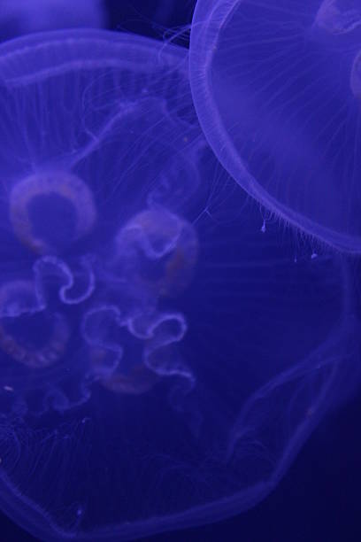 istock Moon Jellyfish Jellies 2220787967
