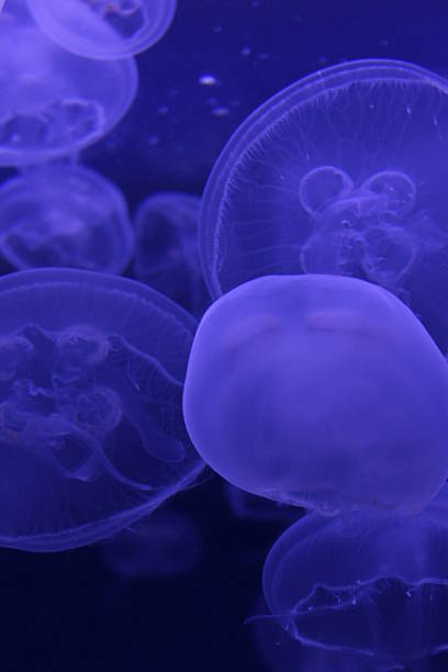 istock Moon Jellyfish Jellies 2220788025