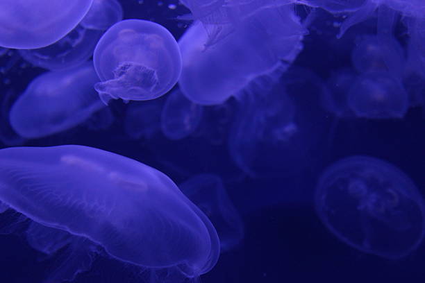 istock Moon Jellyfish Jellies 2220788045