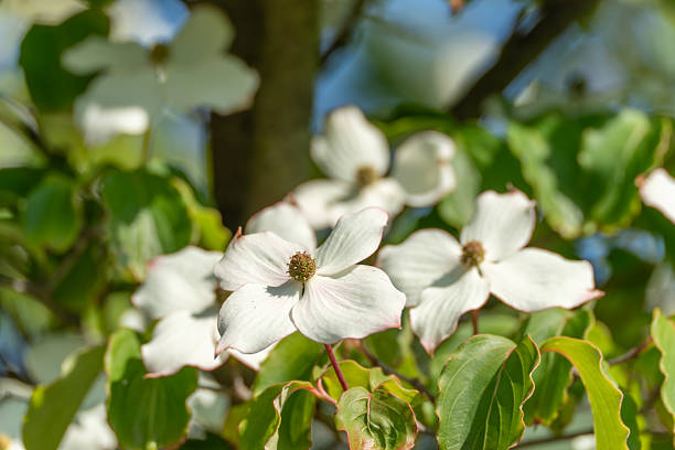 Flowering dogwood blossom with an out of focus background