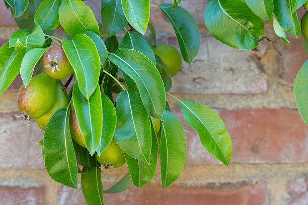 Several ripening pears hang from a branch in front of a brick wall. The surface is mottled and still greenish with a reddish sheen.