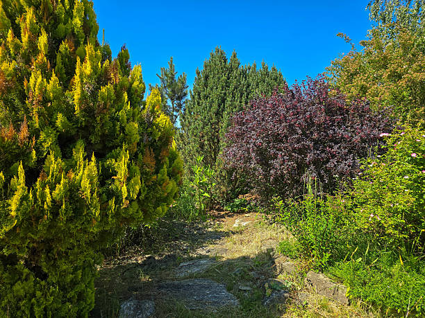 istock Botanical Oasis A Symphony of Blooming Nature 2220789335