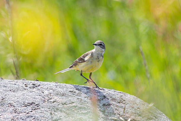 istock A yellow wagtail on a rock 2220789831