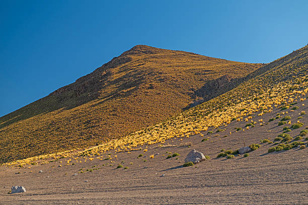 Dry Vegetation High In the Andean Plateau in Bolivia