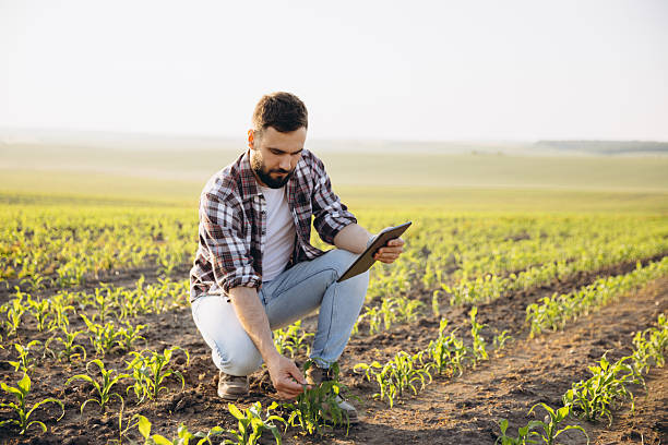 istock Agronomist Examining Corn Seedlings and Consulting Tablet in Field 2220792805