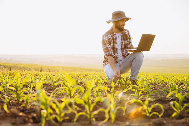 istock Agronomist analyzing corn crops with laptop in field at sunset 2220793311