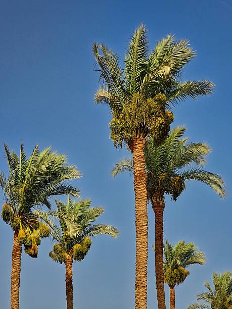 palm trees grow against blue sky