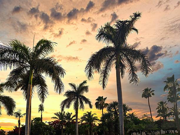 palm trees grow against blue sky