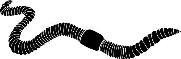 istock Black silhouette of earthworm isolated on white background 2220794616