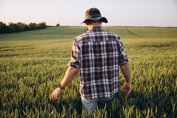 istock Agronomist walking and inspecting wheat field at sunset 2220794712