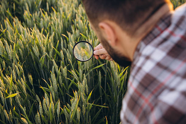 istock Agronomist inspecting wheat crop with magnifying glass in field 2220794956