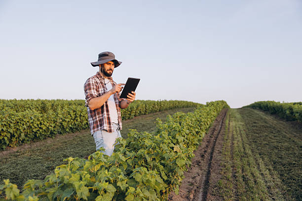 istock Agronomist using tablet in currant field for precision agriculture 2220795161
