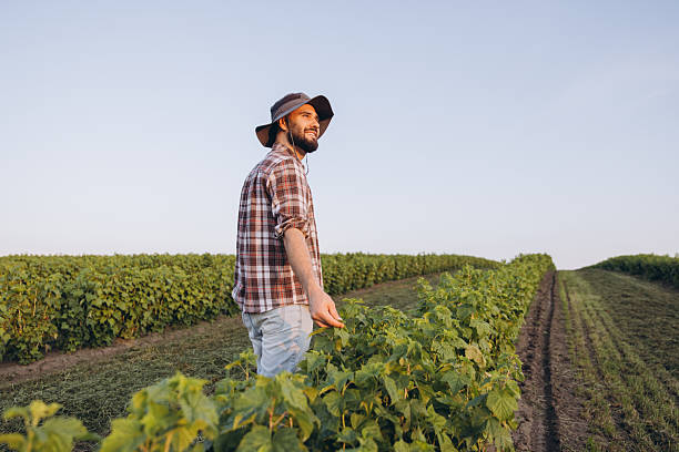 istock Agronomist Walking and Checking Currant Bushes in Cultivated Field 2220795162