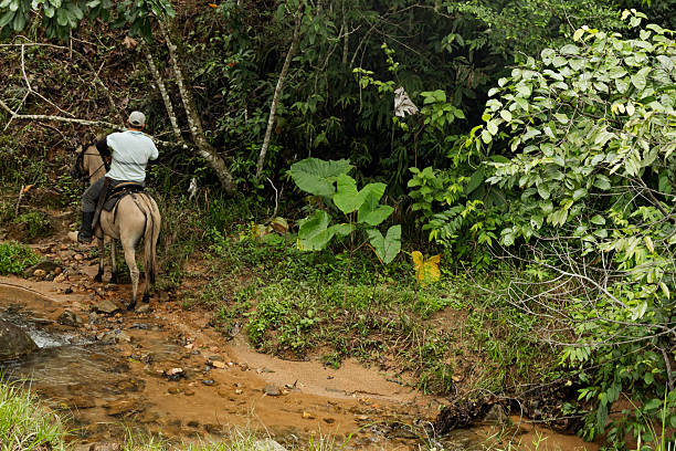 istock Cowboy Felling Trees from Horseback 2220795841