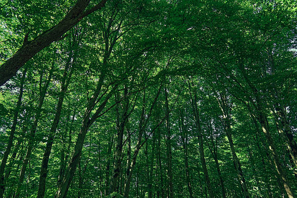 Rows of teak tree trunks in a teak forest