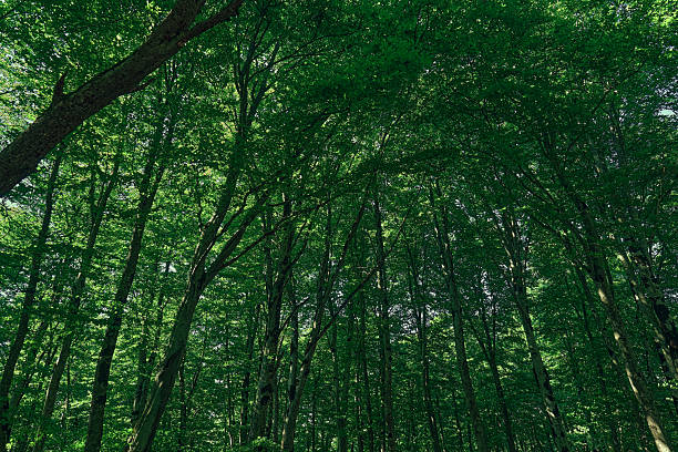 Lush green trees in a serene forest during daylight. High quality photo