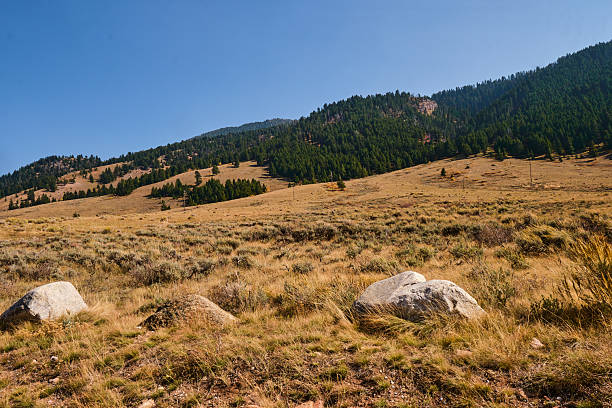 The coniferous trees and withered grass on the mountain