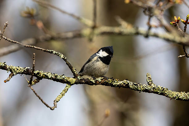 istock Coal tit on a branch of tree. 2220796509