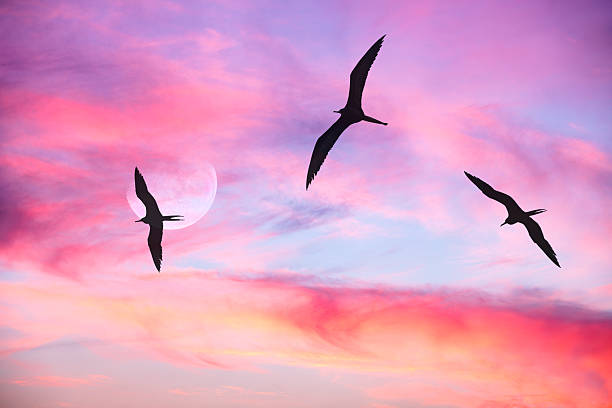 A Flock Of Birds Fly By The Moon Against A Detailed Colorful Cloudscape