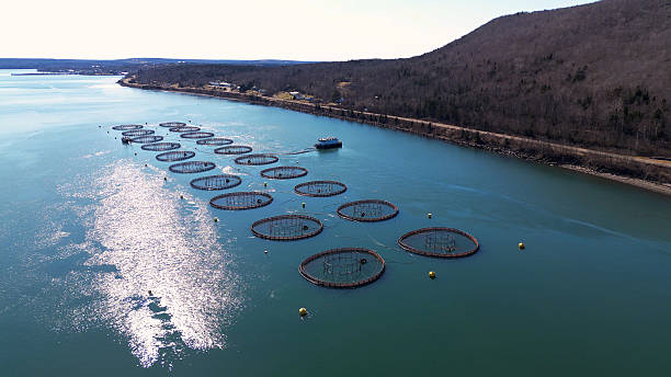 istock East Coast Fish Farm 2220796610
