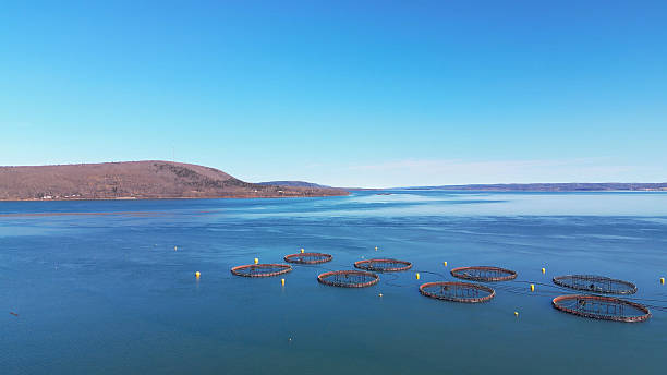 istock East Coast Fish Farm 2220796637