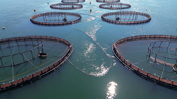 istock East Coast Fish Farm 2220796640