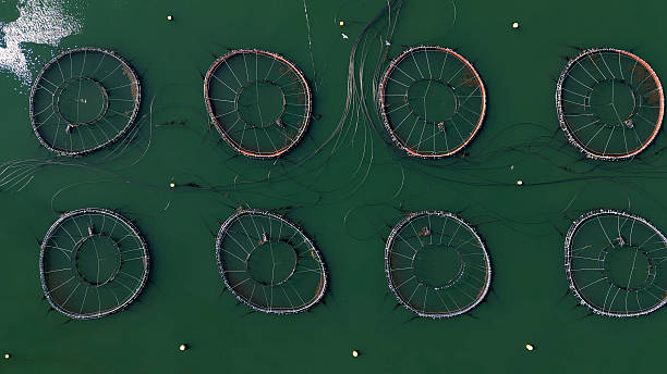 istock East Coast Fish Farm 2220796646