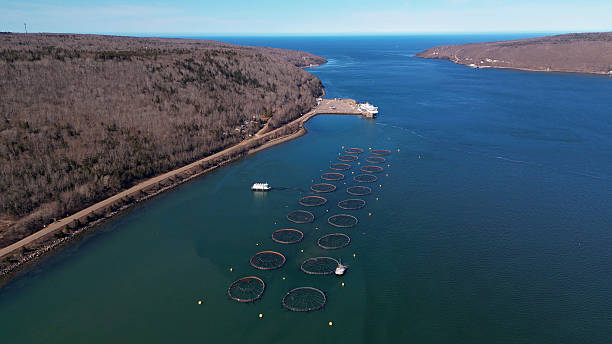 istock East Coast Fish Farm 2220796662