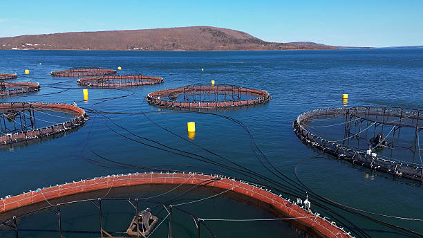 istock East Coast Fish Farm 2220796680
